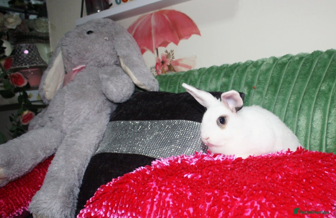 Lionhead rabbits for sale: Lionhead Doe  - Advert 3