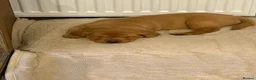 Labrador Retriever dogs for sale: Beautiful Red Fox Labrador Retriever Puppies - Advert 20