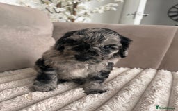 Sproodle dogs for sale: Sproodle puppies  - Image 9