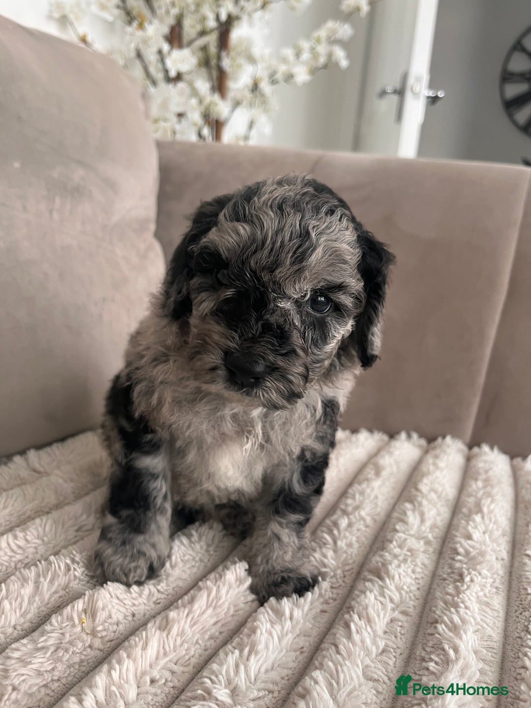 Sproodle dogs for sale: Sproodle puppies  - Image 9