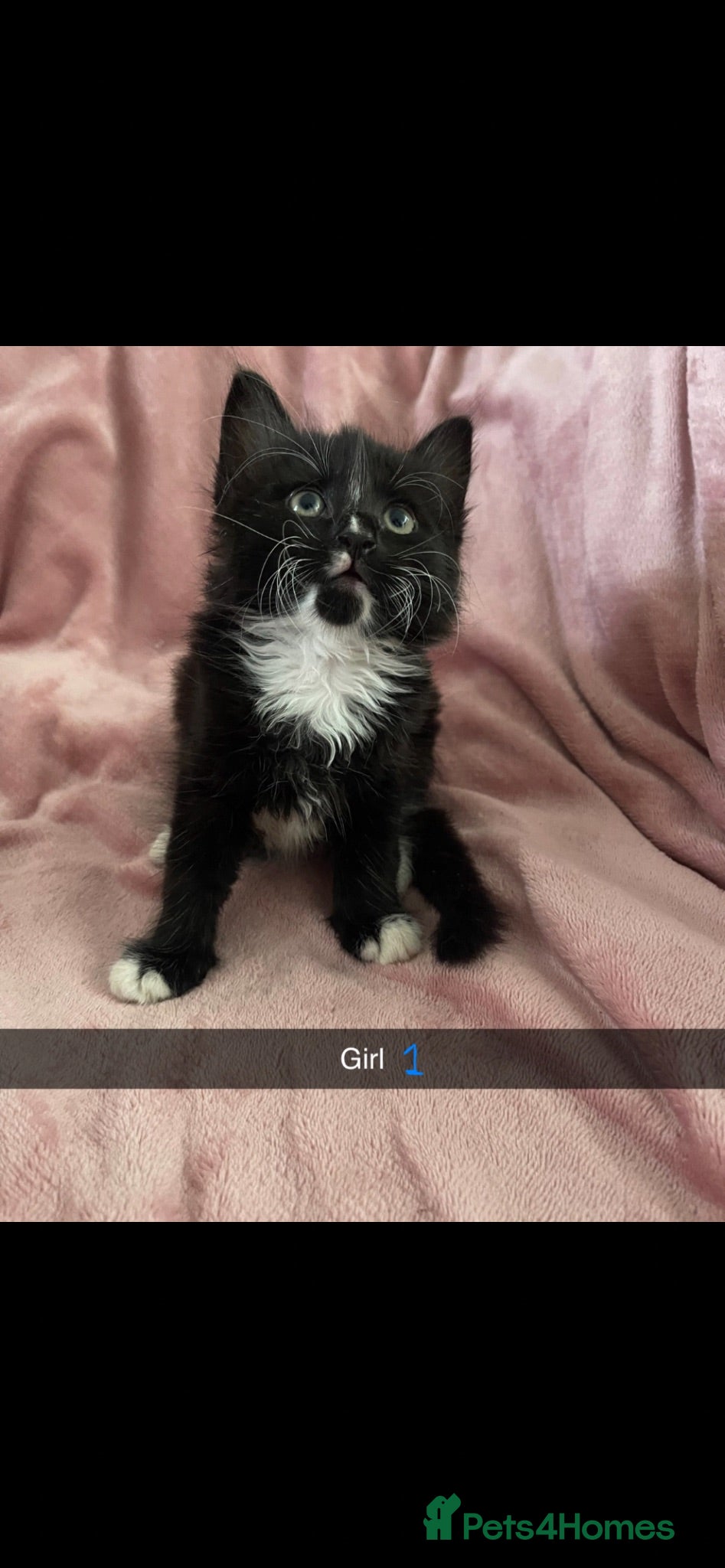 Mixed Breed cats Beautiful black and white kittens - Advert 19