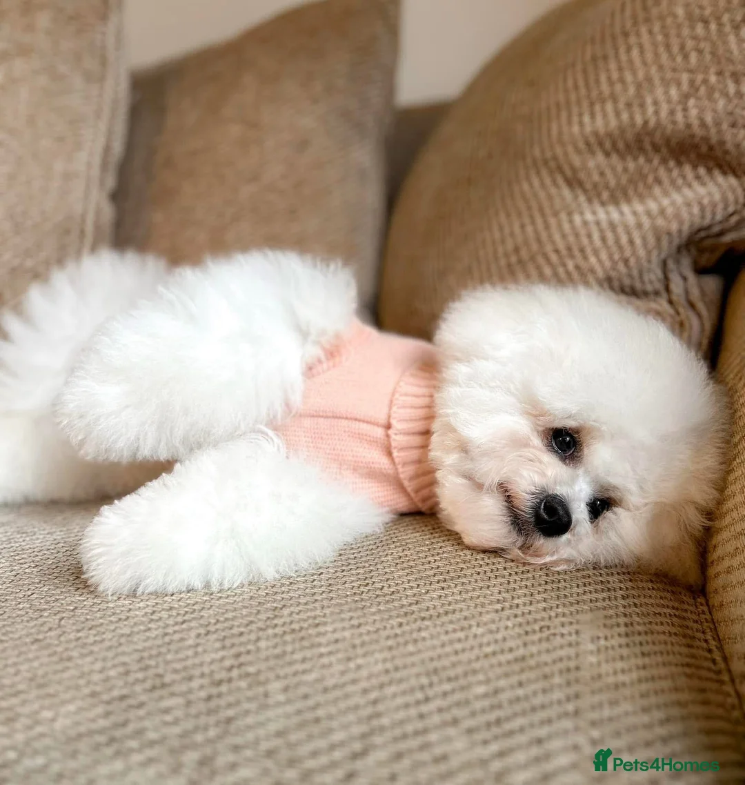 Bichon Frise dogs for sale: Bichon  in Sturminster Newton - Advert 2