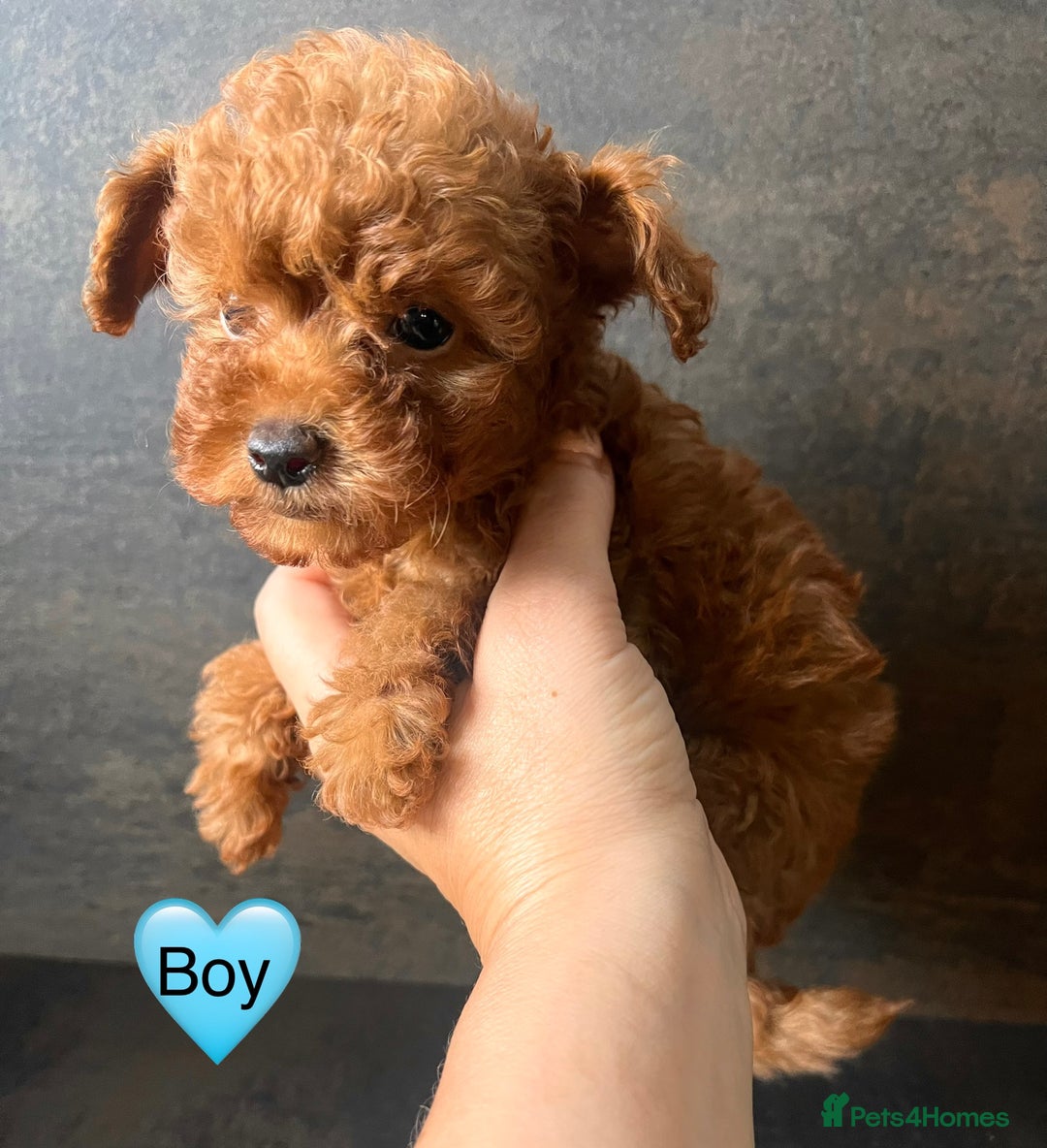 Toy Poodle dogs for sale:  🐩✨ Exceptionally Tiny Red Toy Poodles ✨🐩 - Image 4