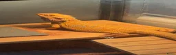 Bearded Dragon reptiles for sale: Male bearded dragon  in Birkenhead - Advert 3