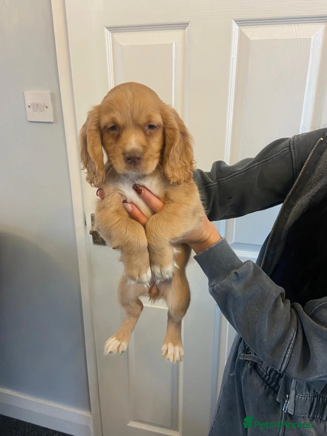 Cocker Spaniel dogs for sale: Cocker spaniel puppies  in York - Advert 1