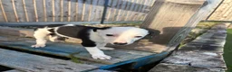 Lurcher dogs for sale: Lurcher puppies in Chesterfield - Advert 18