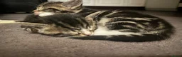 Mixed Breed cats for sale: Beautiful & Bonnie Boys & Mumma - Advert 10