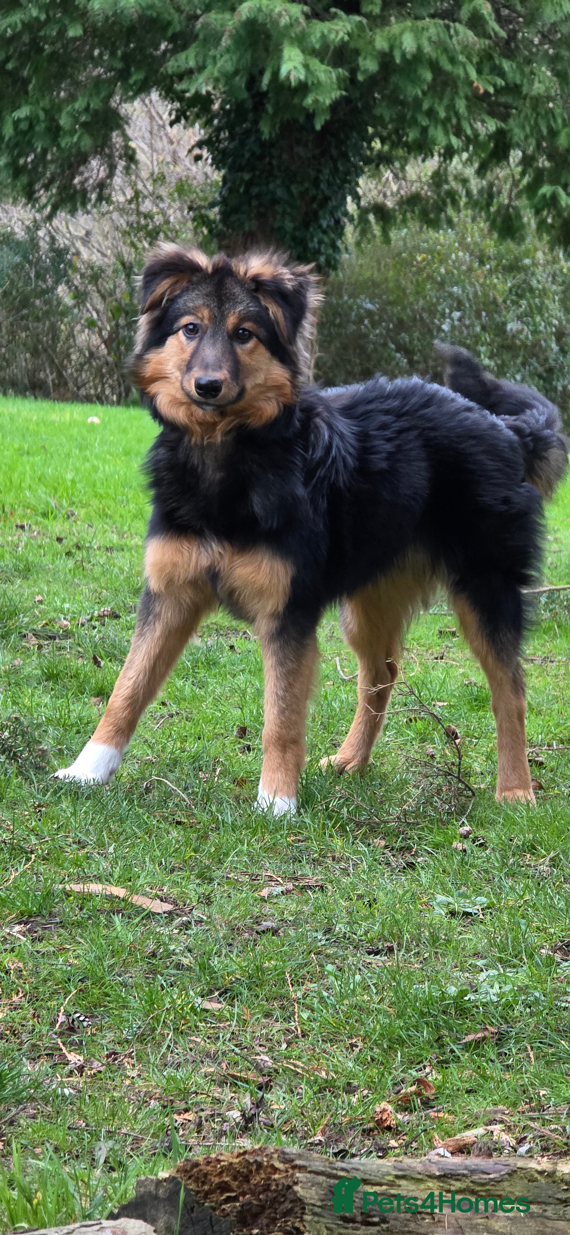 Mixed Breed dogs Huntaway x Border Collie pup  - Advert 11