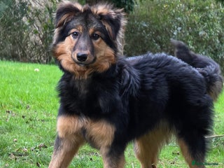 Mixed Breed dogs Huntaway x Border Collie pup - Advert 11