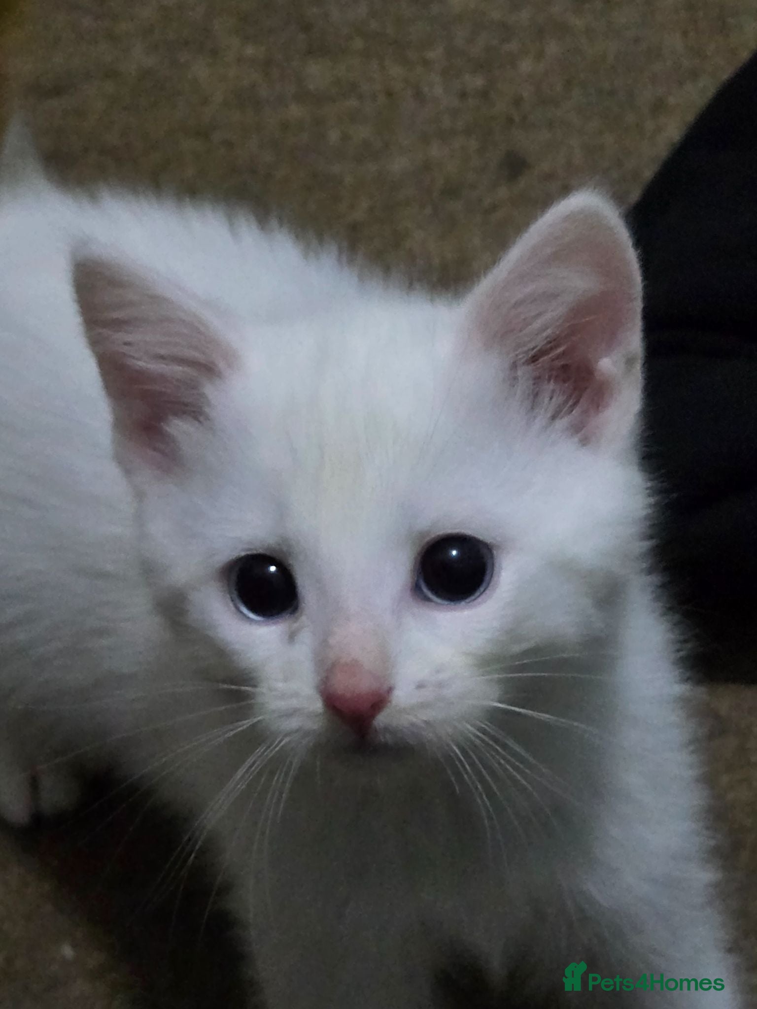 Mixed Breed cats 1 lovely white 10 week old kitten  - Advert 18
