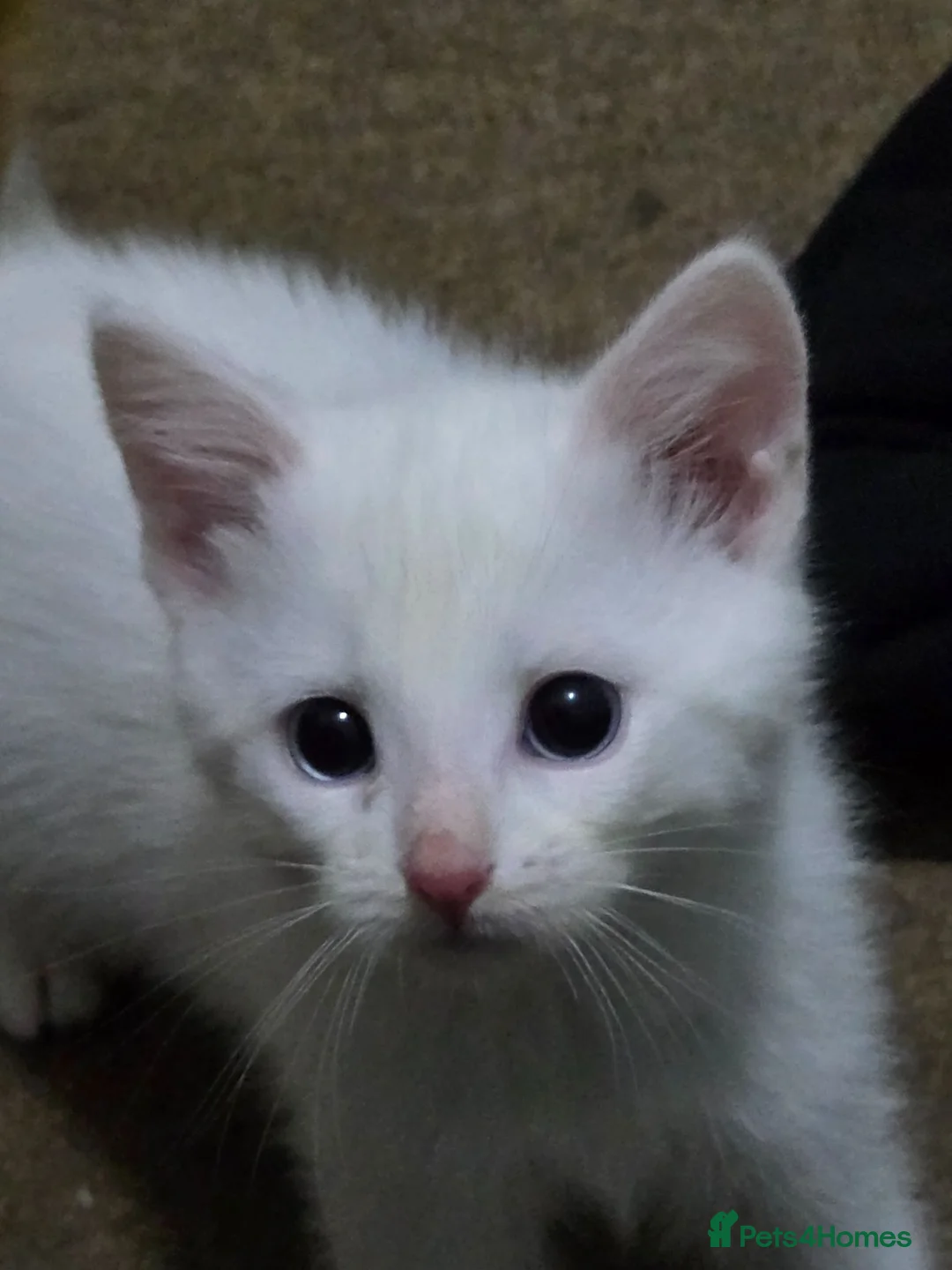 Mixed Breed cats for sale: 1 lovely white 10 week old kitten  - Advert 1