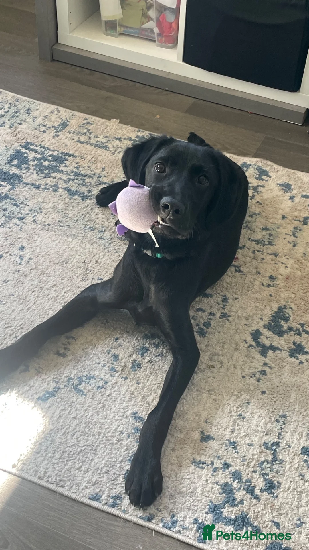 Cockerdor dogs for sale: 8MONTH OLD PUPPY  in Preston - Advert 5