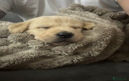 Goldador dogs for sale: Goldador puppies ❤️ - Advert 2