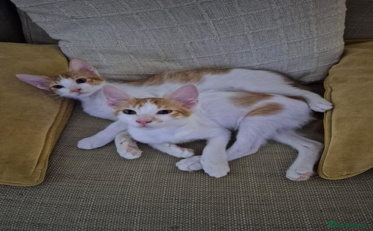 Mixed Breed cats - Advert 3