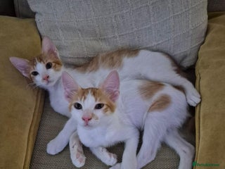 Mixed Breed cats - Advert 9