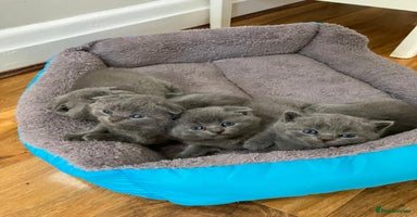 Scottish Fold cats - Advert 1