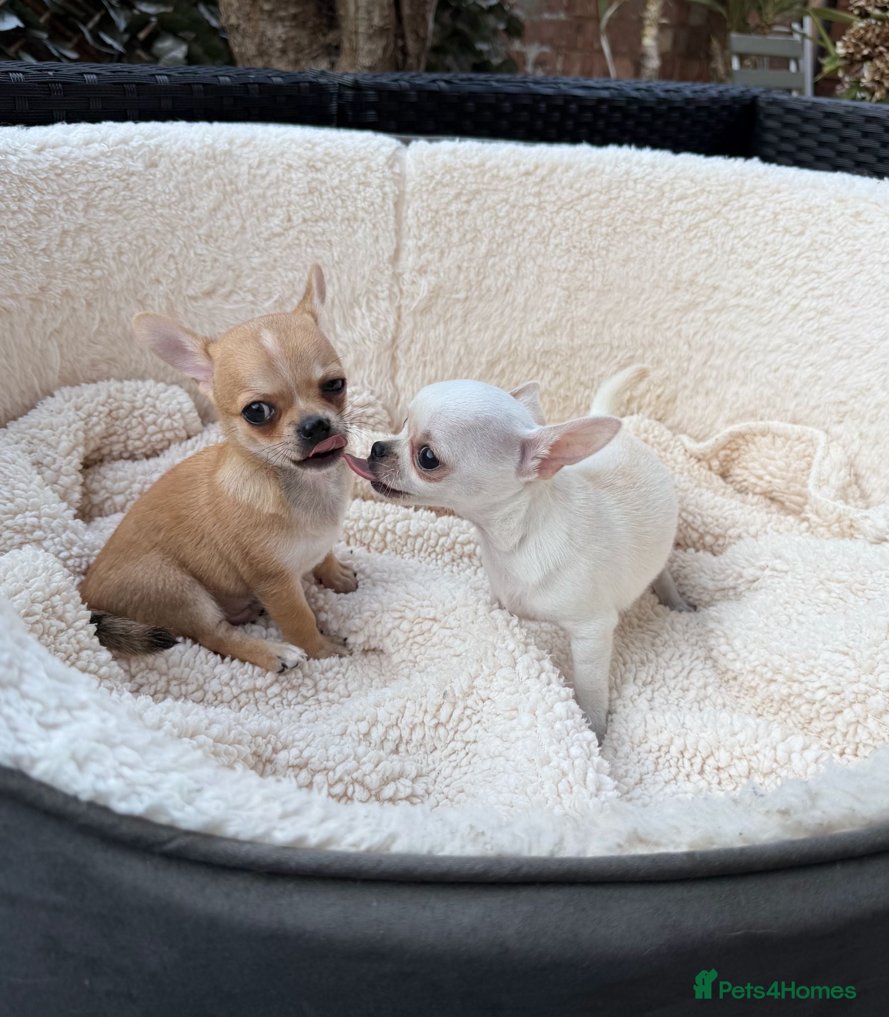 Chihuahua dogs  1 Gorgeous Brown Male pup left - Advert 1