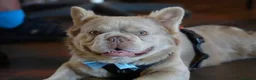 French Bulldog dogs for stud: ⭐️Bowser fluffy stud⭐️ - Advert 1