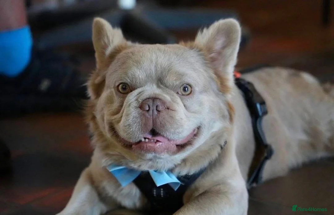 French Bulldog dogs for stud: ⭐️Bowser fluffy stud⭐️ - Advert 1