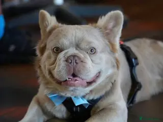 French Bulldog dogs ⭐️Bowser fluffy stud⭐️ - Advert 1