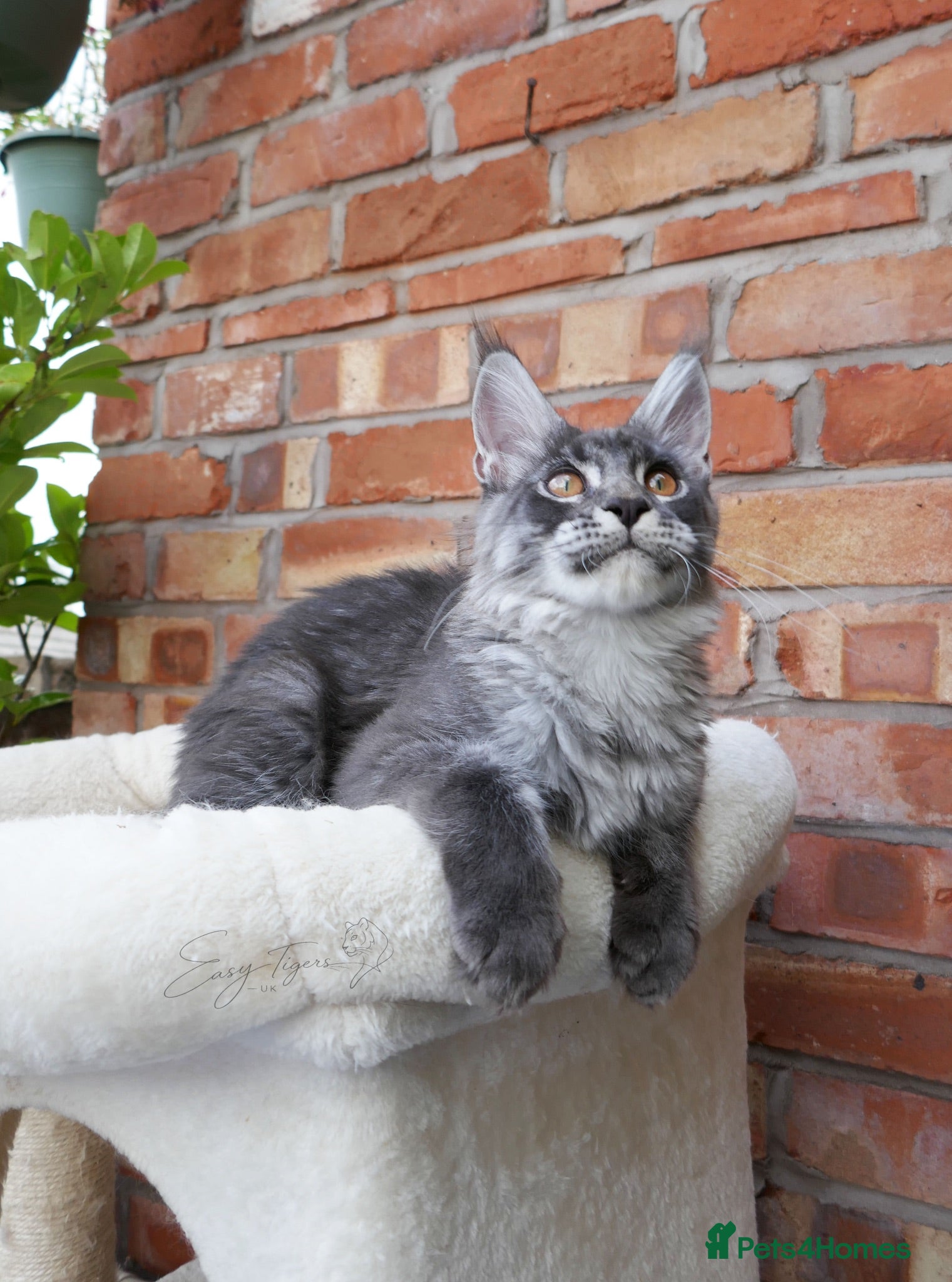 Maine Coon cats Ready Now • Vaccinated • Neutered • Microchipped  - Advert 2
