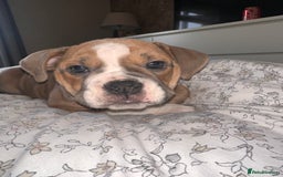 Mixed Breed dogs for sale: 1 female left -  Bitches - Olde English Bulldogge  in Haddington - Image 32