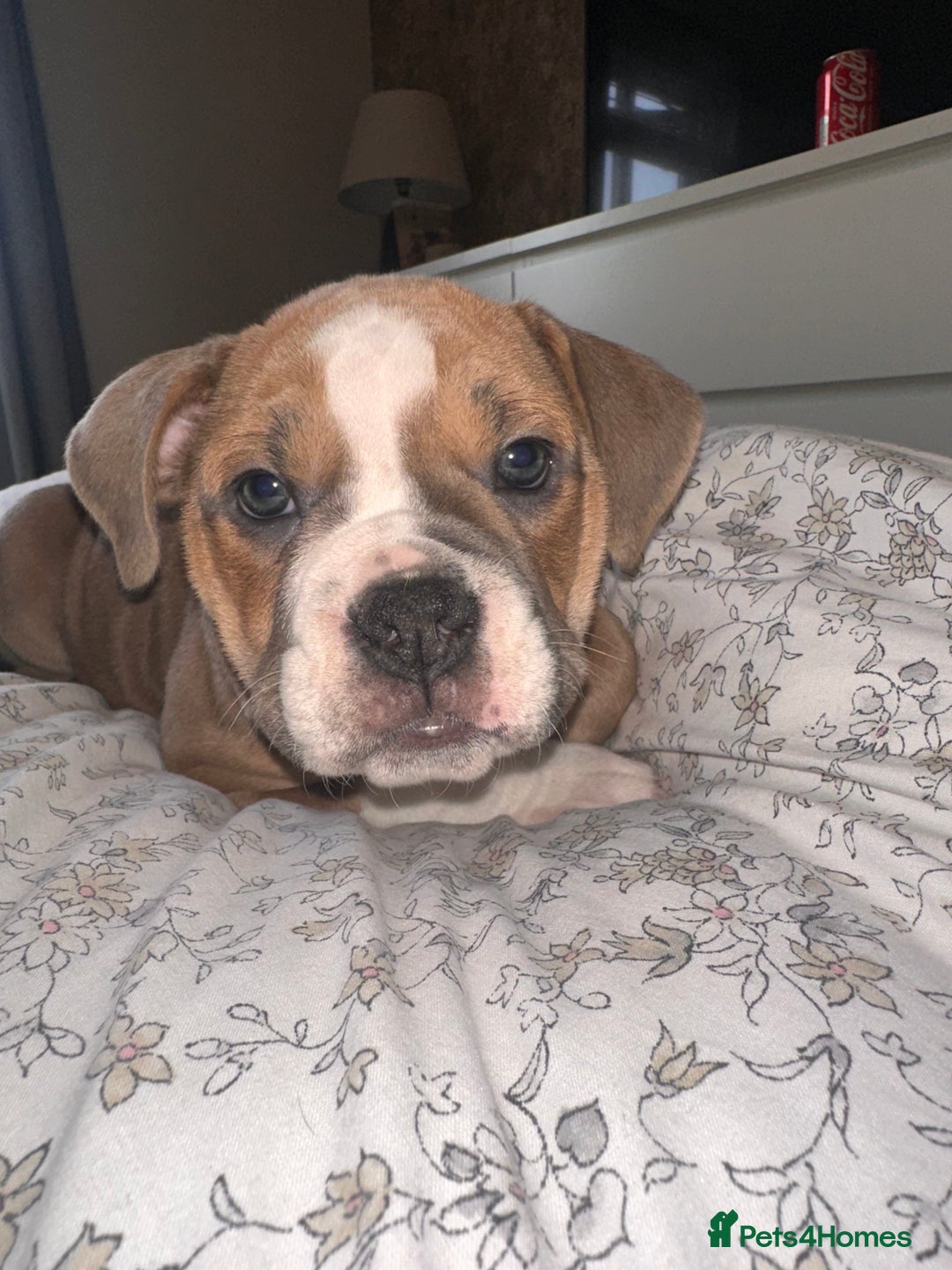 Mixed Breed dogs for sale: 1 female left -  Bitches - Olde English Bulldogge  in Haddington - Image 32