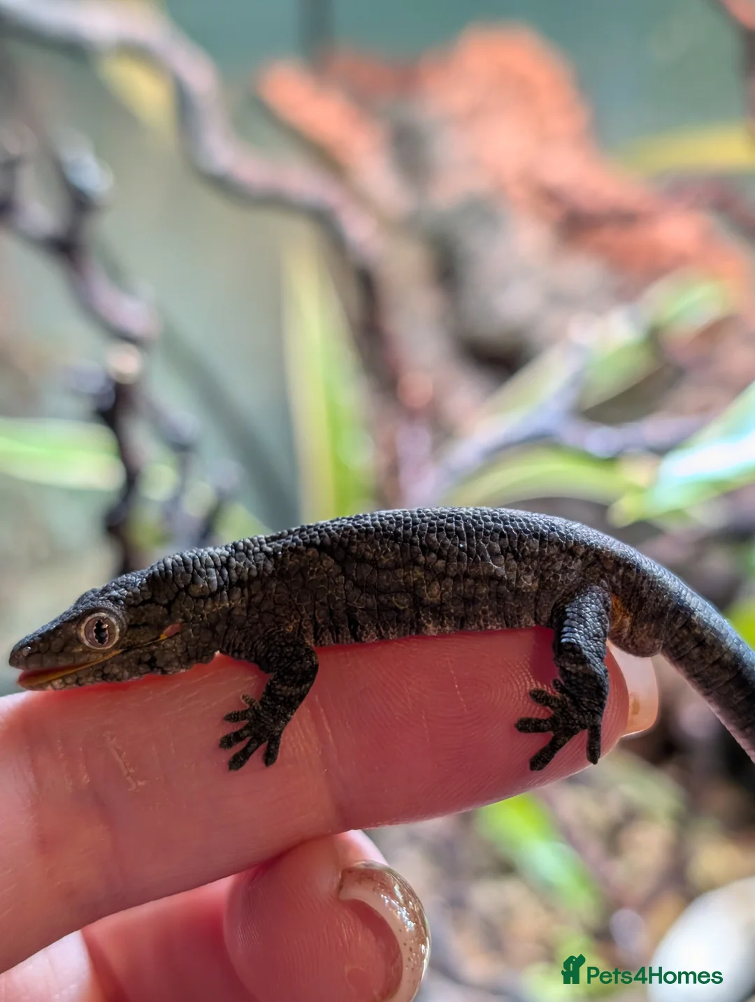 Gecko reptiles for sale: Eurydactylodes Agricolae (Bauers Chameleon Gecko) - Advert 4