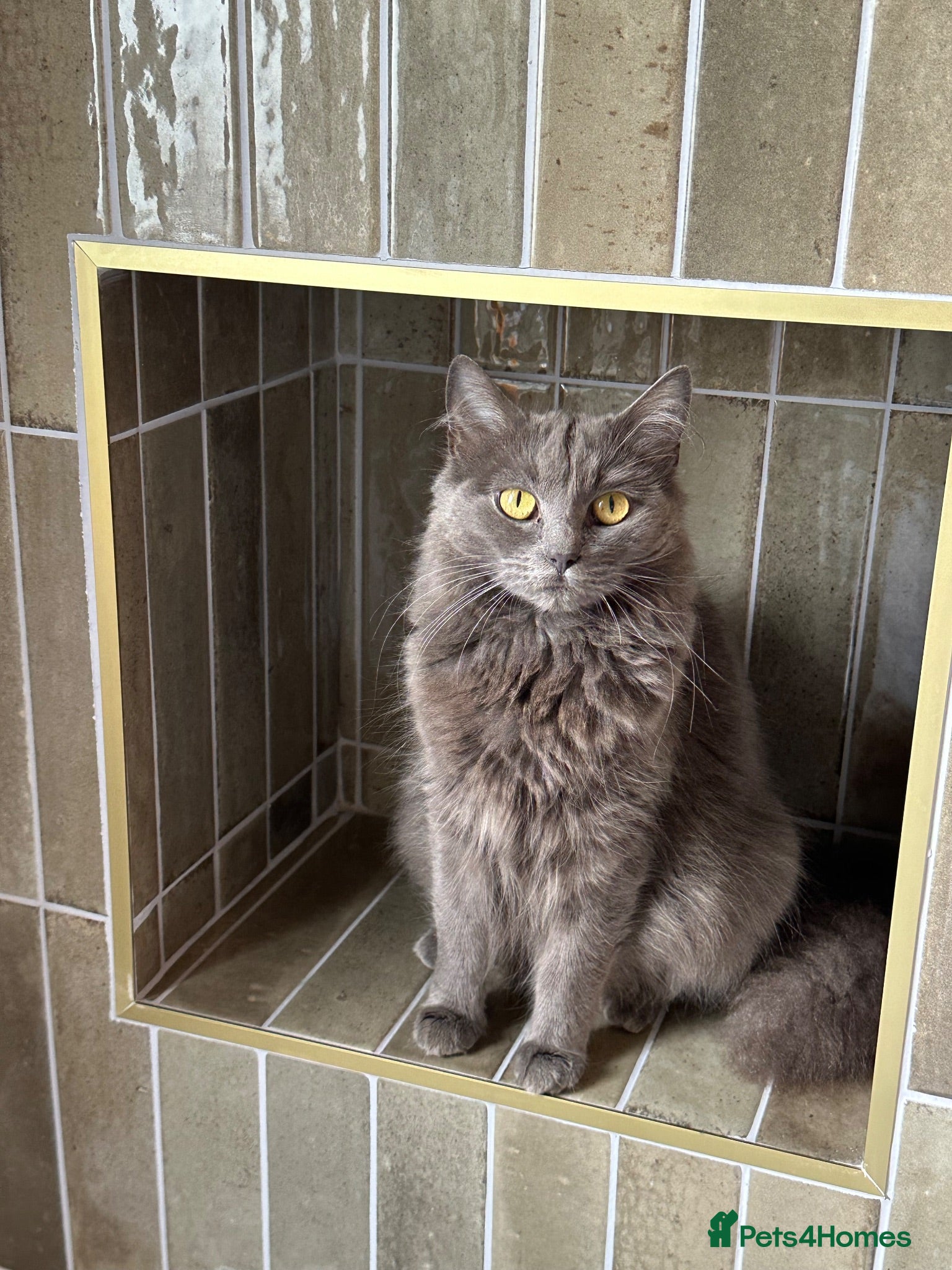 Mixed Breed cats 2 Adult Cat looking for a good home - Advert 5