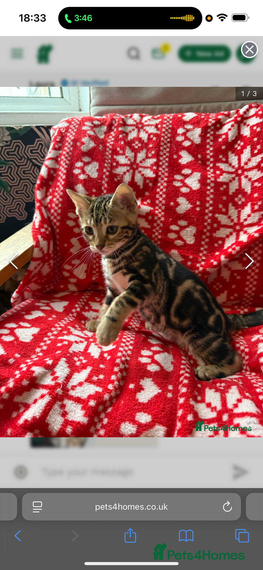 Bengal cats for sale: Stunning Bengal Kitten - Advert 6