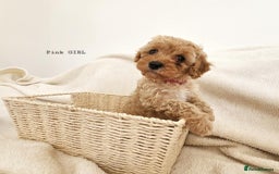 Cavapoo dogs for sale: Adorable F1b Cavapoo Puppies Ready from 20th Sept - Image 7