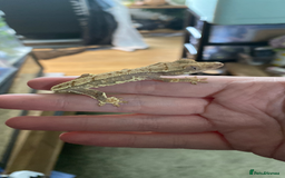 Gecko reptiles for sale: Baby crested geckos, mixed morphs in Wolverhampton - Image 7