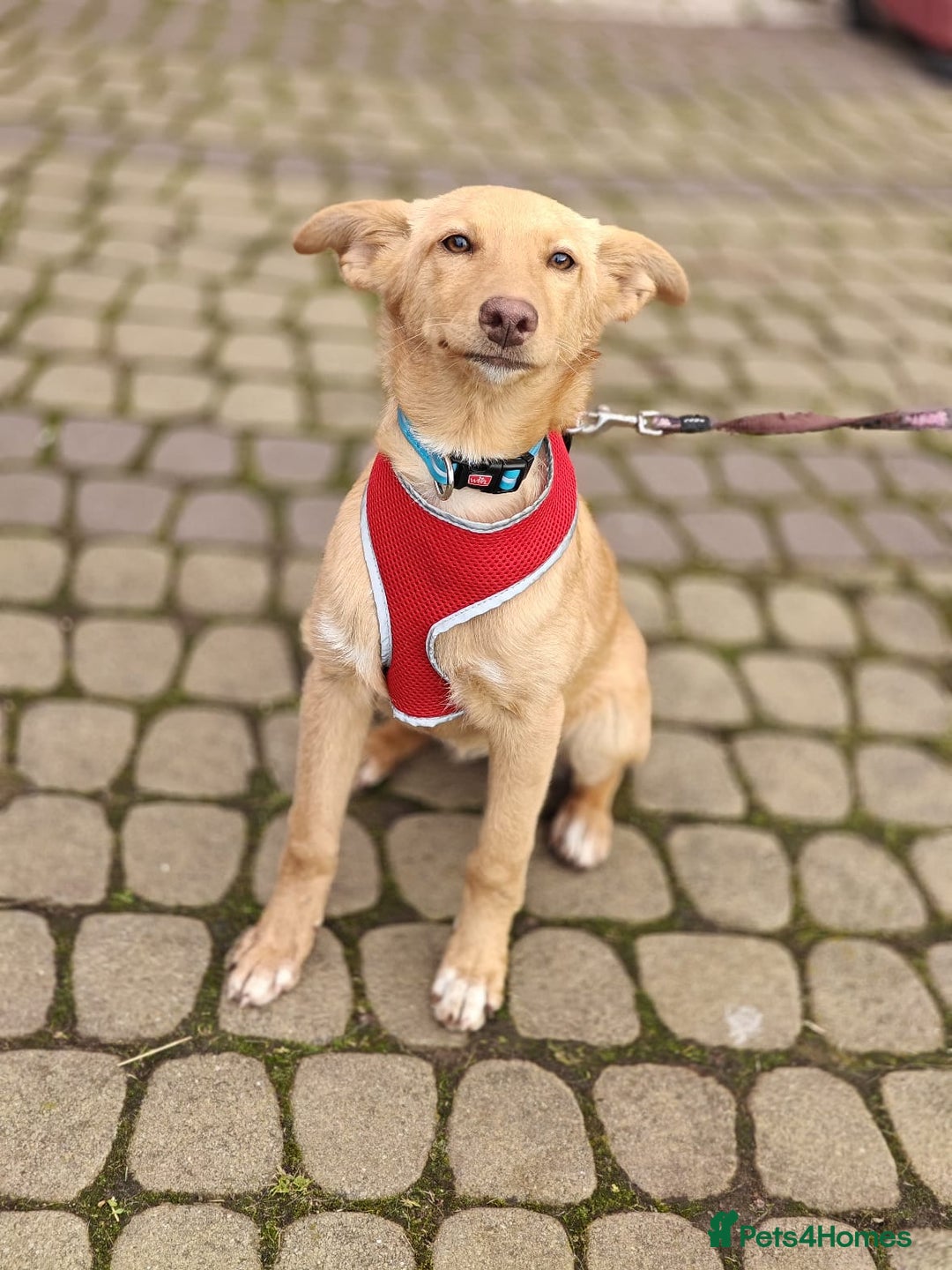 Mixed Breed dogs for adoption: ❤️Hope&Joy — two 7(8) months small sisters❤️ - Advert 13