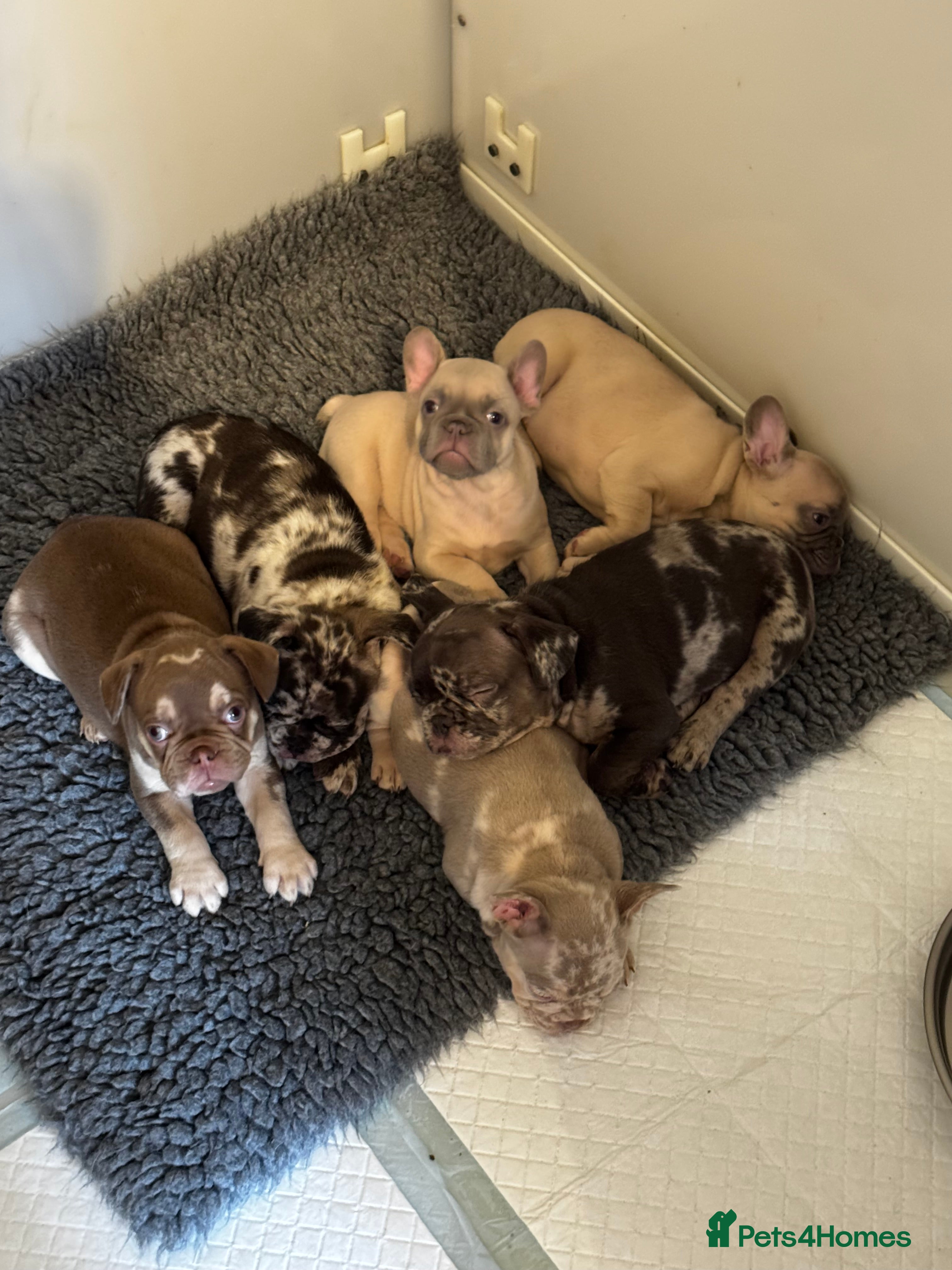 French Bulldog dogs French Bulldog Puppies - Advert 18