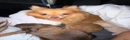 Pomeranian dogs for sale: Beautiful Healthy Puppies Ready for Loving Homes - Advert 18