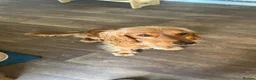 Cocker Spaniel dogs for sale: Adorable golden cocker spaniel - Advert 7