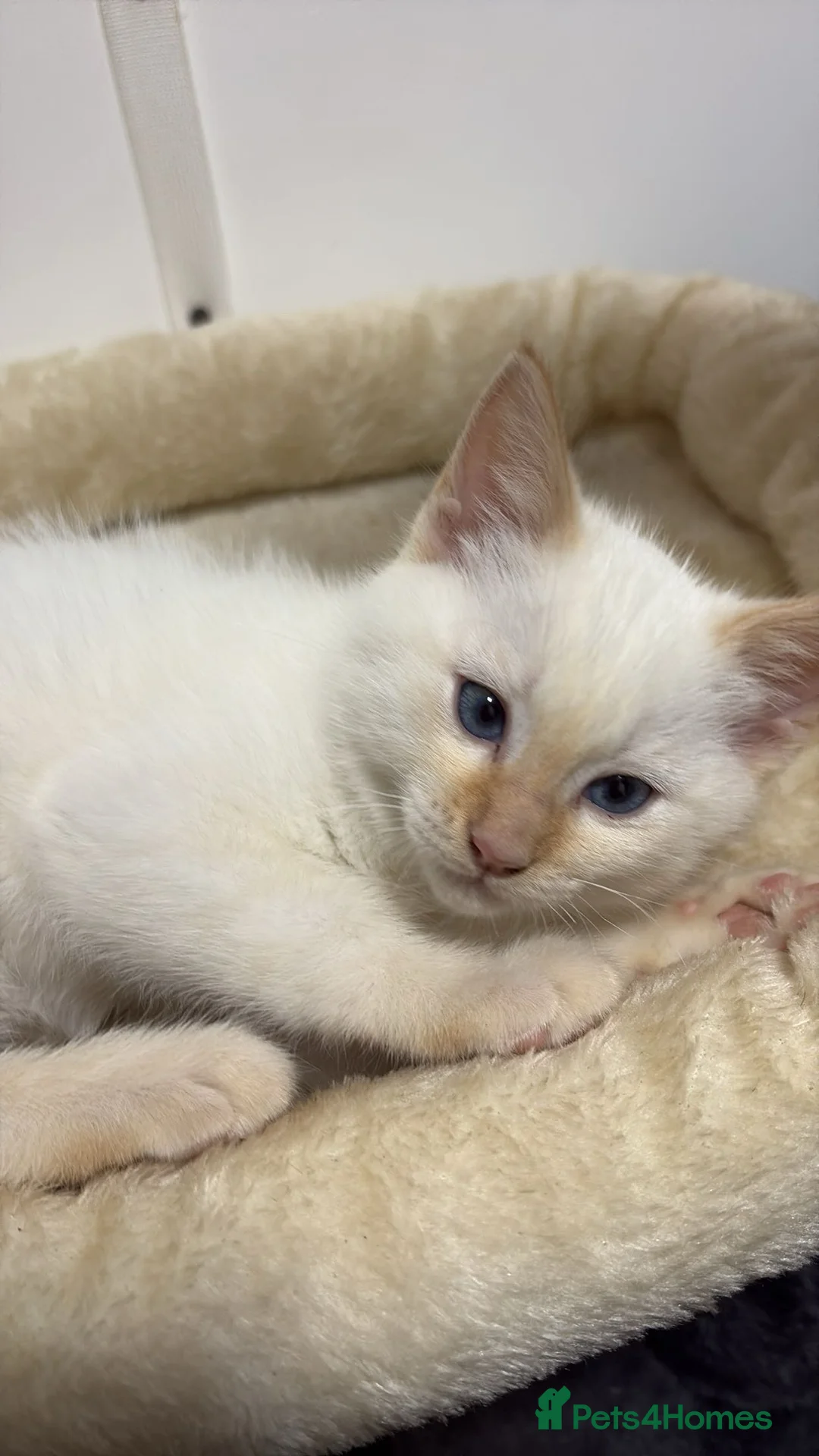 Ragdoll cats for sale: X3 Beautiful Ragdoll Kittens - Ready to leave 🐱 - Advert 14