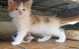 Mixed Breed cats for sale: Mix Mainecoon kittens - Image 5