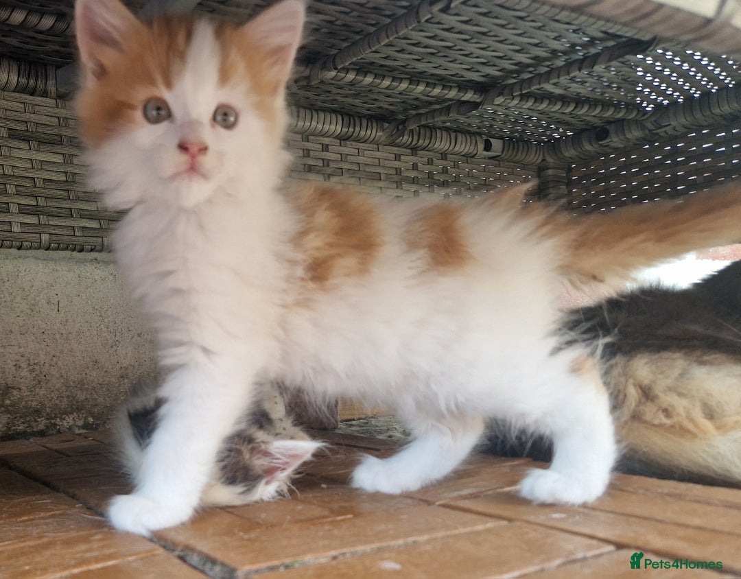 Mixed Breed cats for sale: Mix Mainecoon kittens - Image 5
