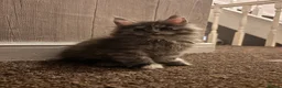 Maine Coon cats for sale: Maine Coon - Advert 10