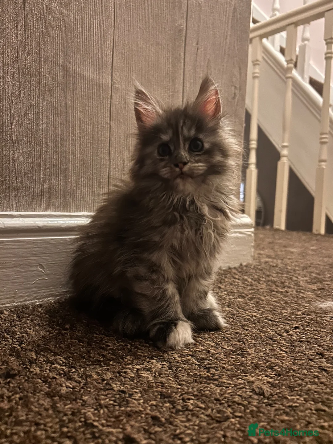 Maine Coon cats for sale: Maine Coon - Advert 10