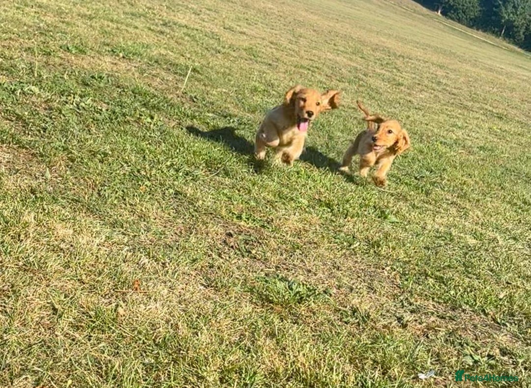Cocker Spaniel dogs for sale: Cocker spaniel puppies for sale  - Image 4