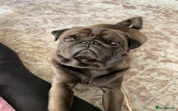 Pug dogs for sale: Platinum Adult Male Pug - Advert 3
