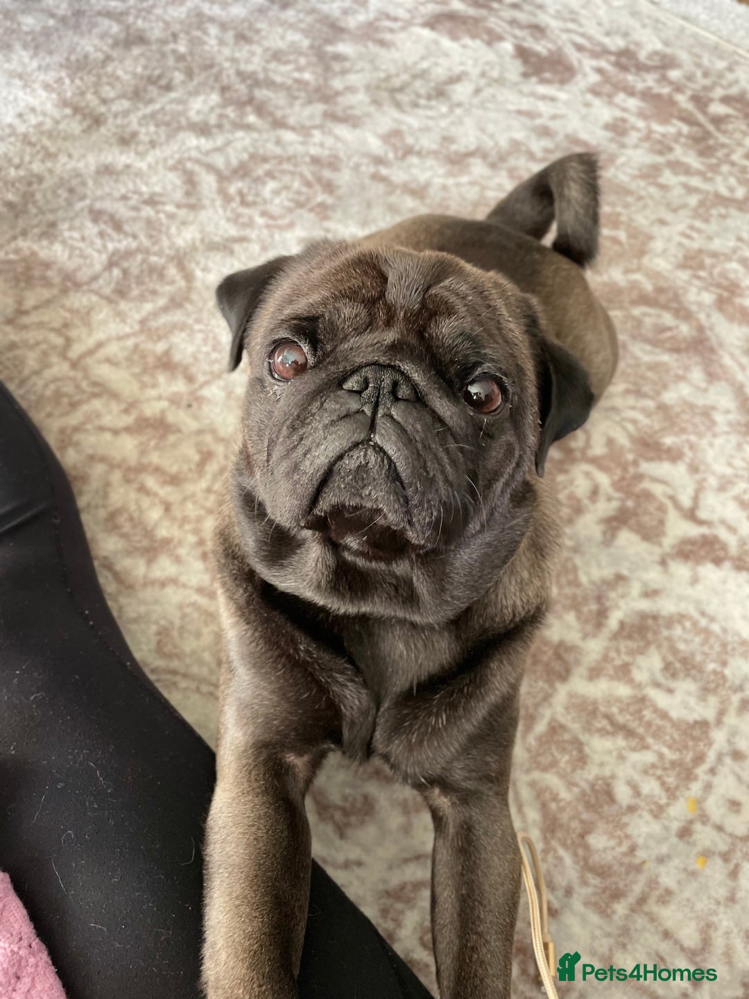 Pug dogs for sale: Platinum Adult Male Pug - Advert 3