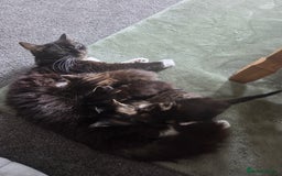 British Longhair cats for sale: Long haired kittens looking for 5* homes - Image 17