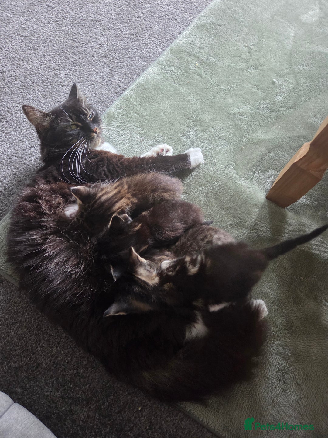British Longhair cats for sale: Long haired kittens looking for 5* homes - Image 17