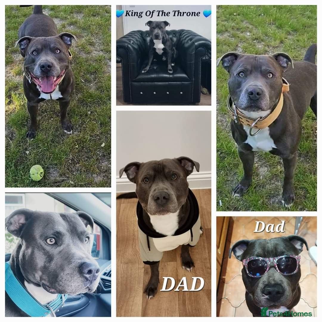 Staffordshire Bull Terrier dogs 💙 50+ LITTERS PROVEN. BLUE STUD 💙 in Erith - Advert 11