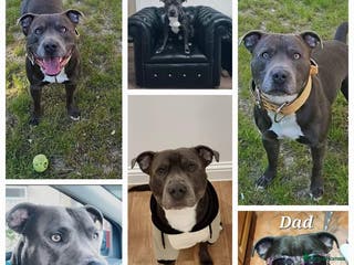 Staffordshire Bull Terrier dogs 💙 50+ LITTERS PROVEN. BLUE STUD 💙 in Erith - Advert 10