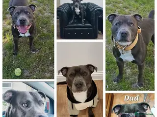 Staffordshire Bull Terrier dogs 💙 50+ LITTERS PROVEN. BLUE STUD 💙 in Erith - Advert 17