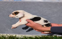 Beagle dogs for sale: 2 Gorgeous beagle puppies left - Image 7